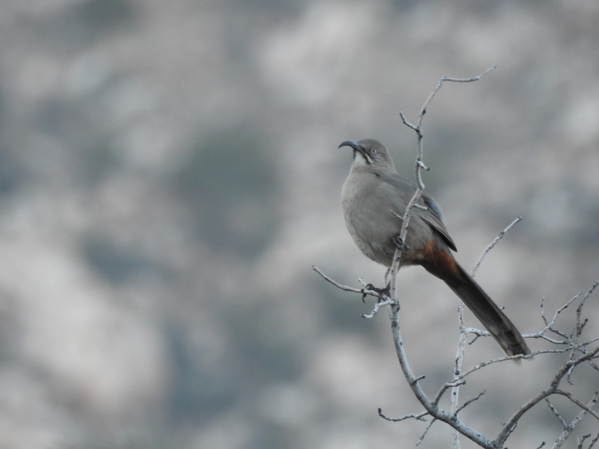 Crissal Thrasher - ML646566657