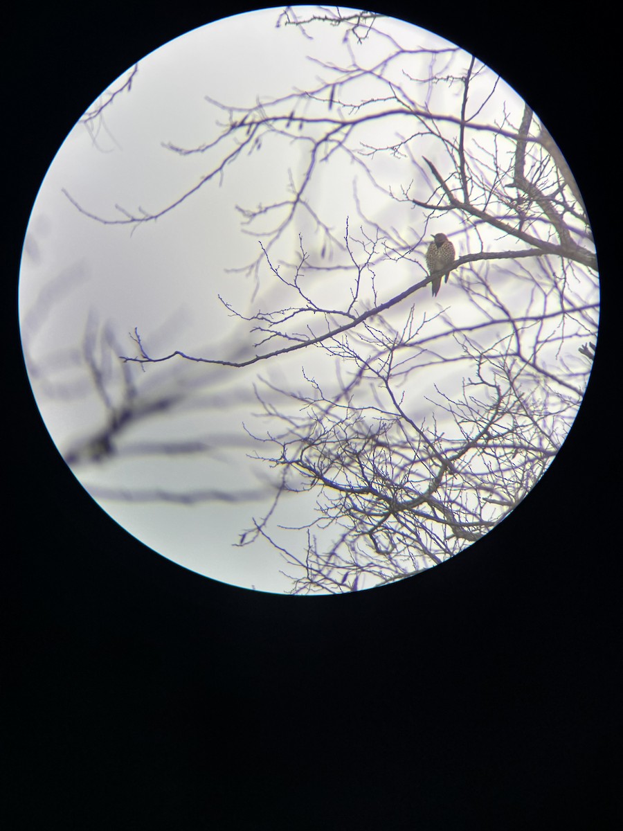 Northern Flicker - ML646566658