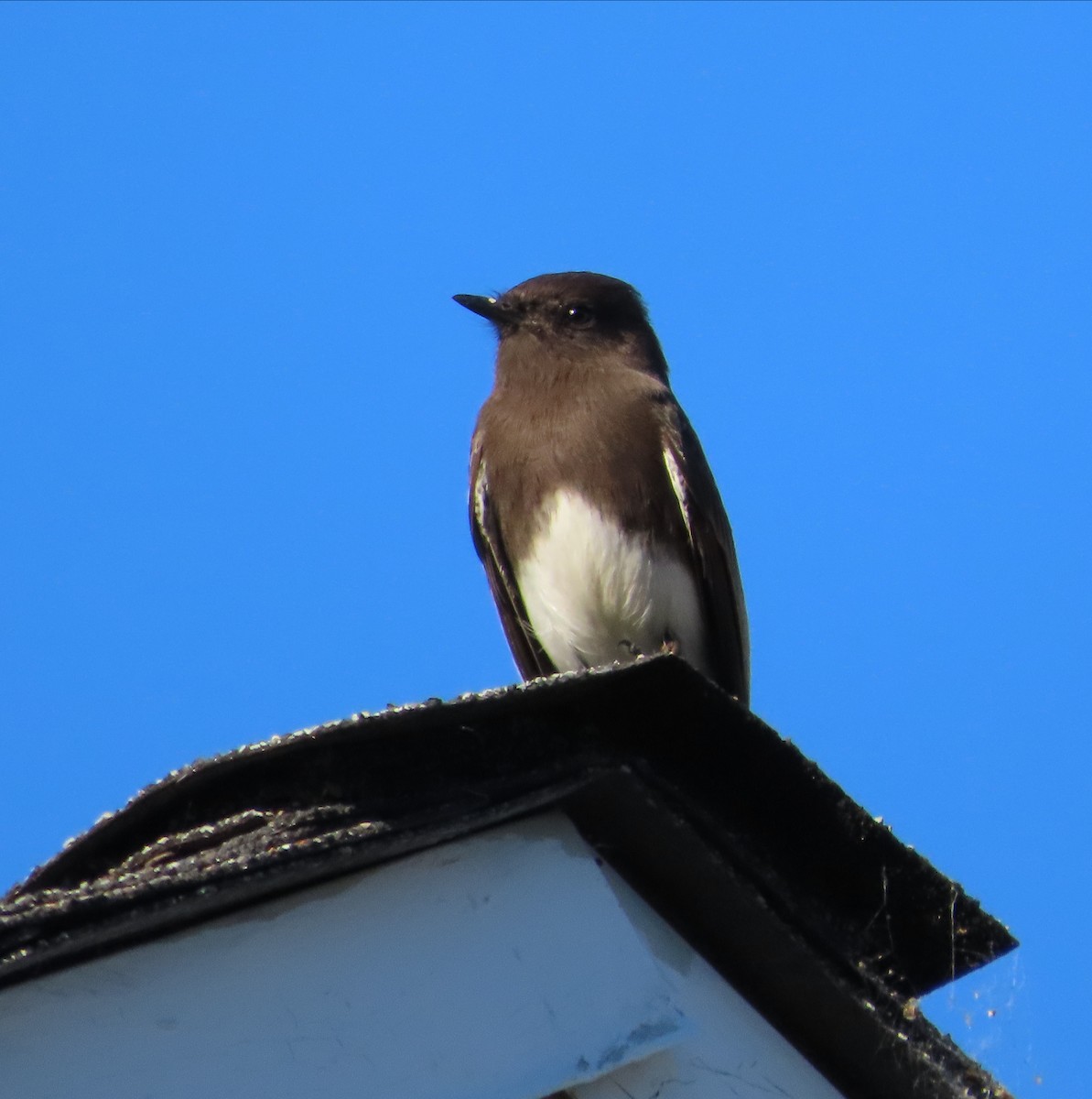 Black Phoebe - ML646566659