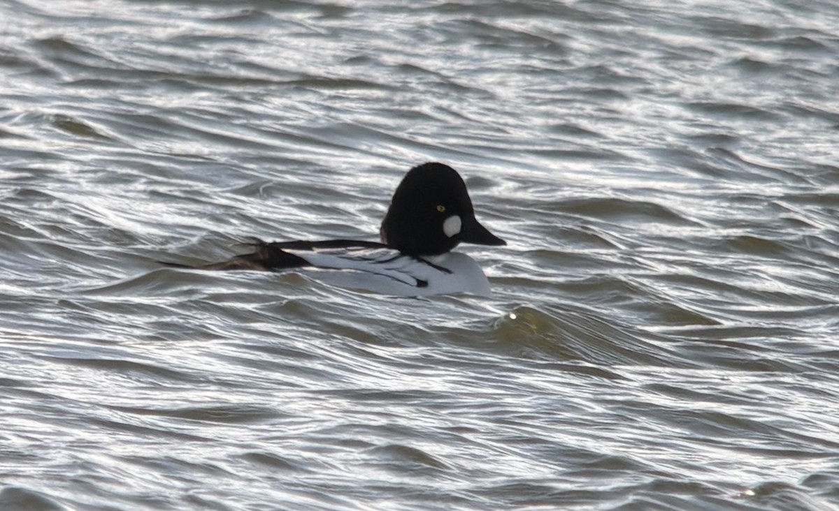 Common Goldeneye - ML646566661