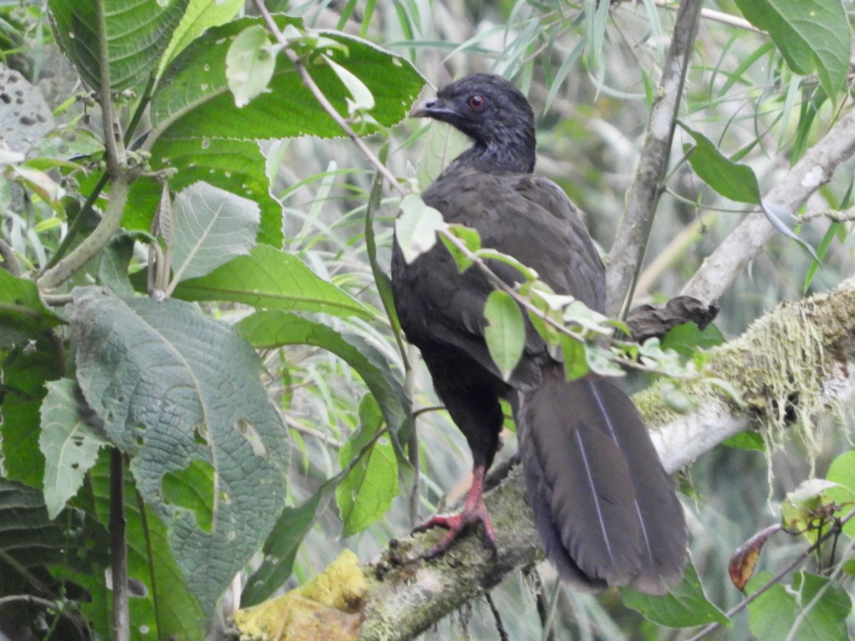 guan andský - ML646566662