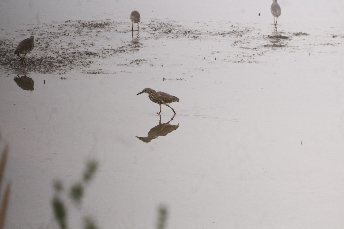 Индийская прудовая цапля - ML646566663