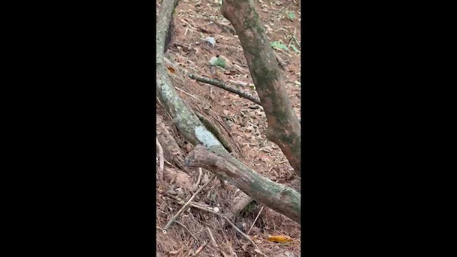 Negu-txonta - ML646566664