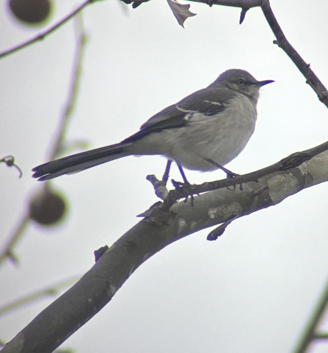 Northern Mockingbird - ML646566665