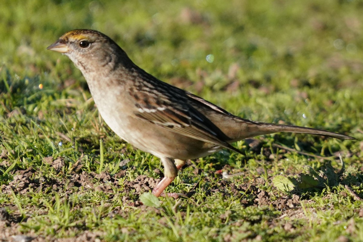 Golden-crowned Sparrow - ML646566666