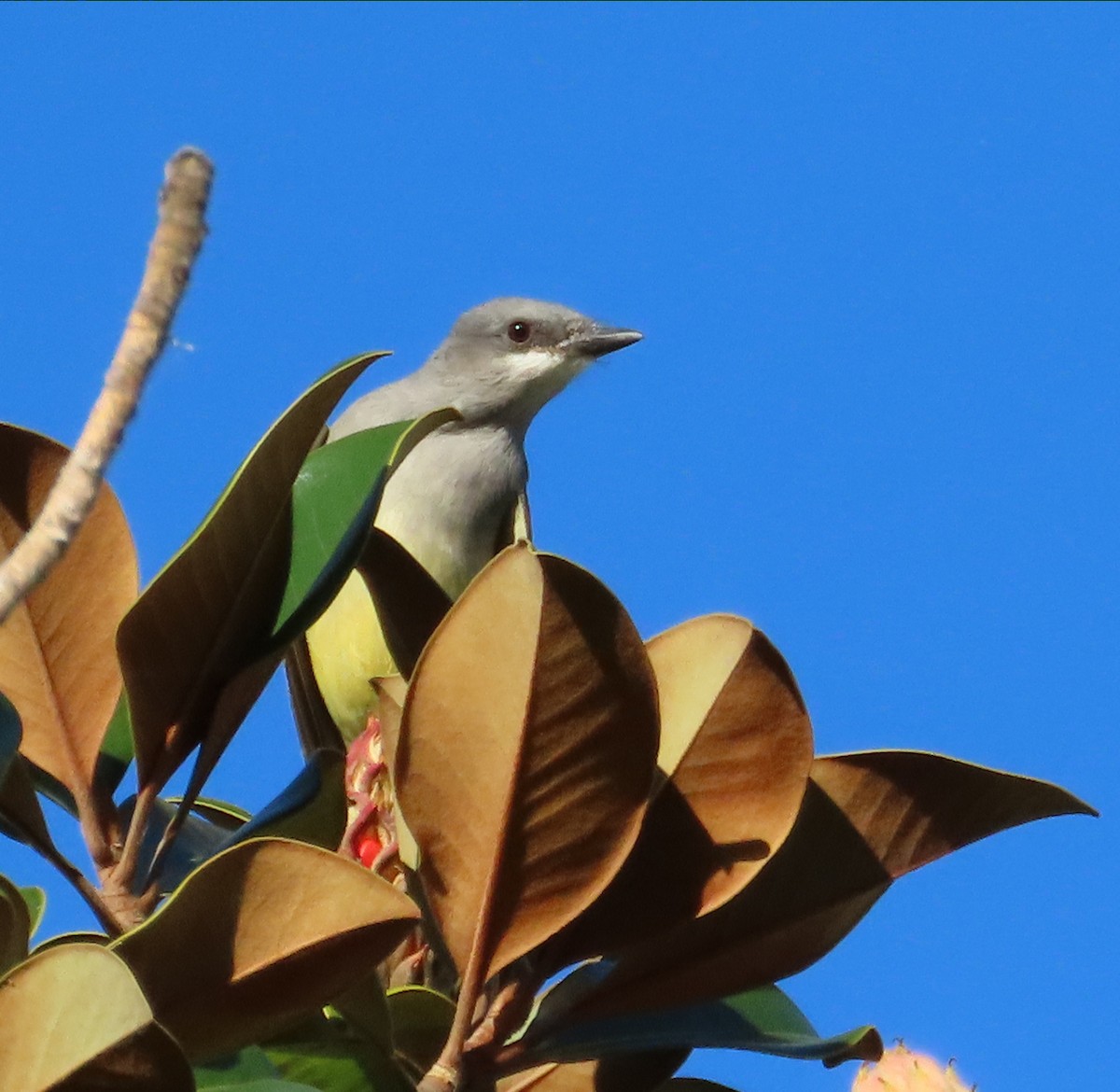 Cassin's Kingbird - ML646566667
