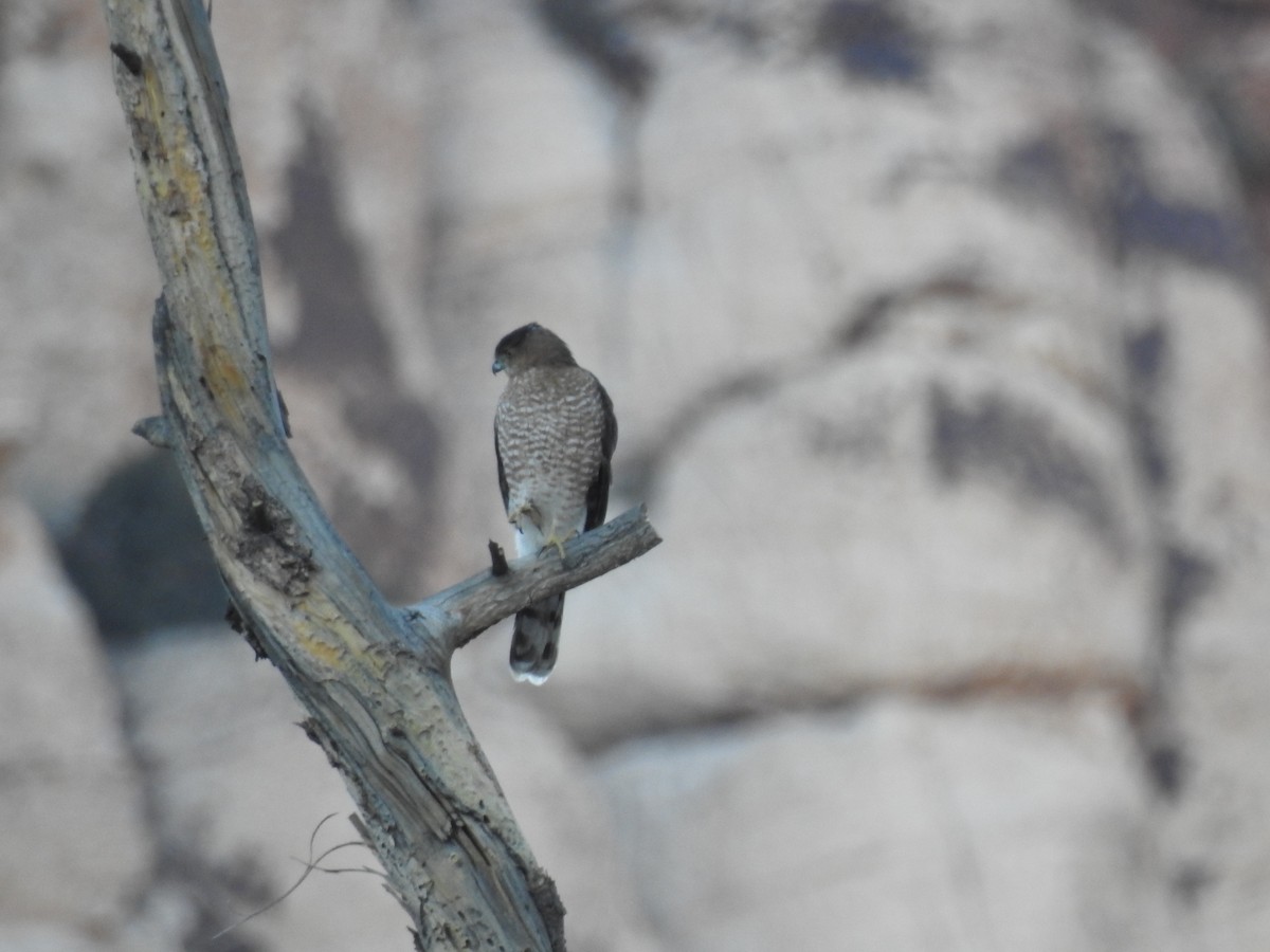 Яструб чорноголовий - ML646566668