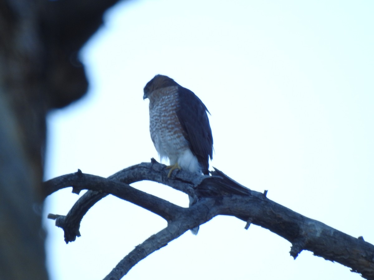 Яструб чорноголовий - ML646566669