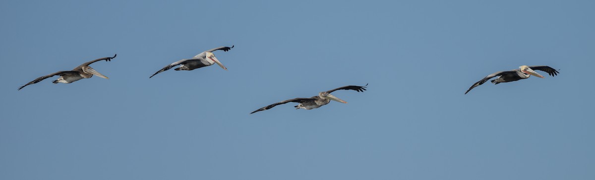 Pelícano Pardo - ML646566673