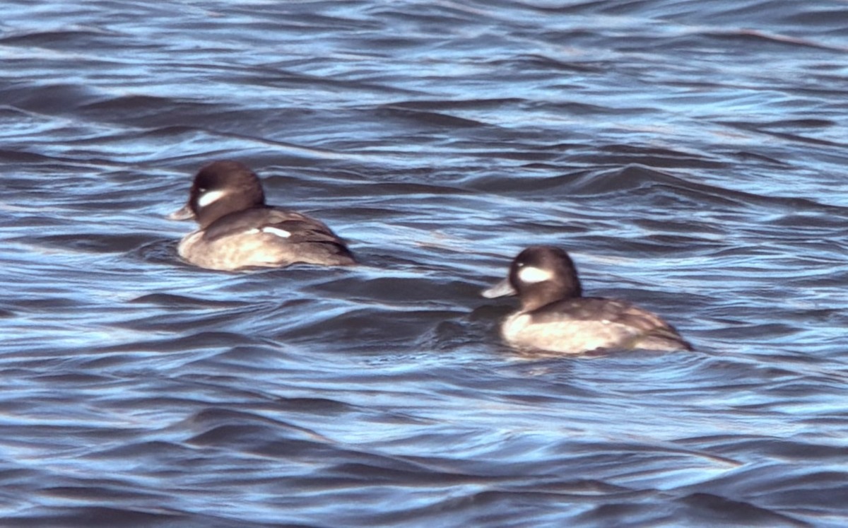 Bufflehead - ML646566674