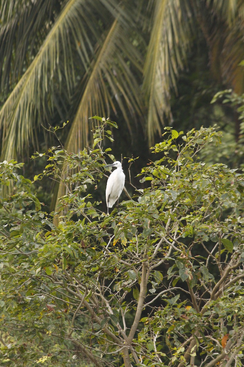 コサギ - ML646566675