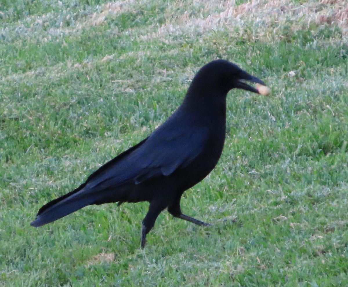 vrána americká - ML646566676