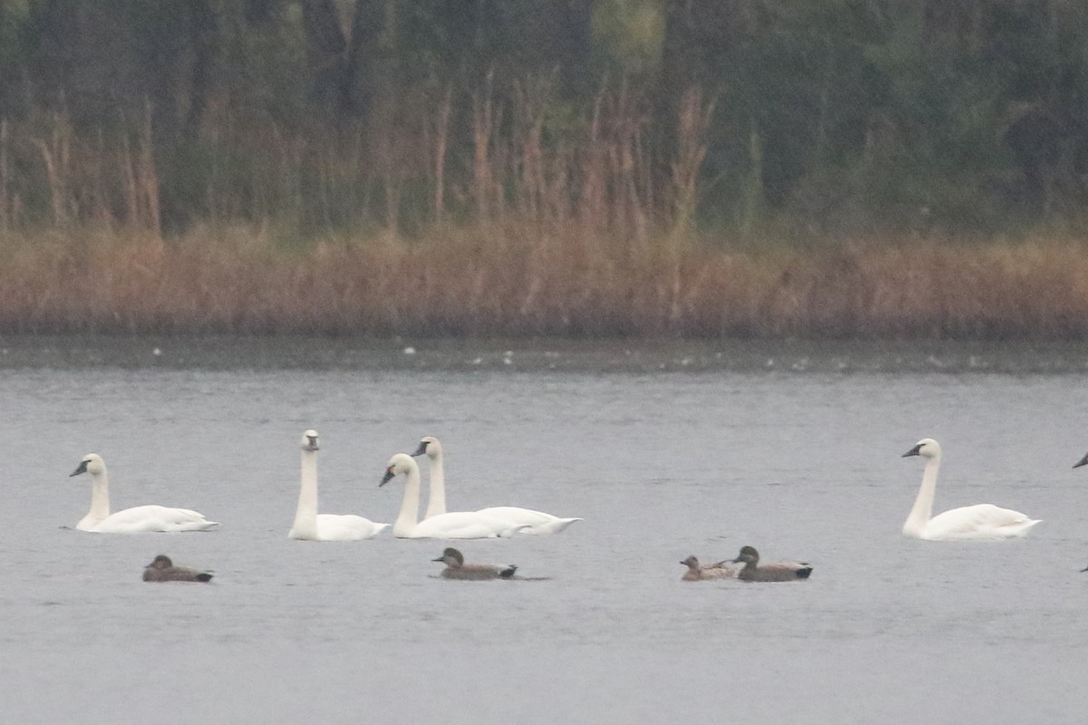 Tundra Swan - ML646566677