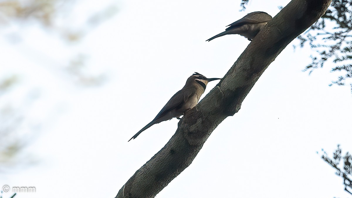 White-throated Bee-eater - ML646566678