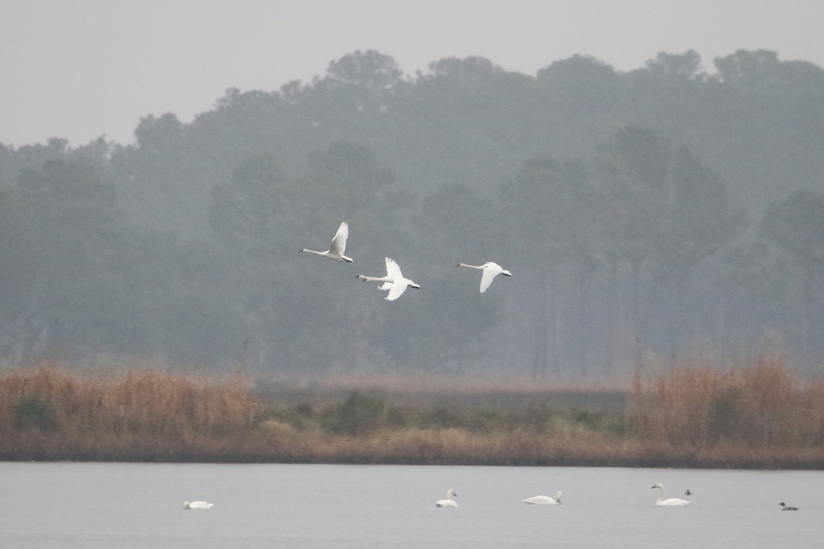 Tundra Swan - ML646566679