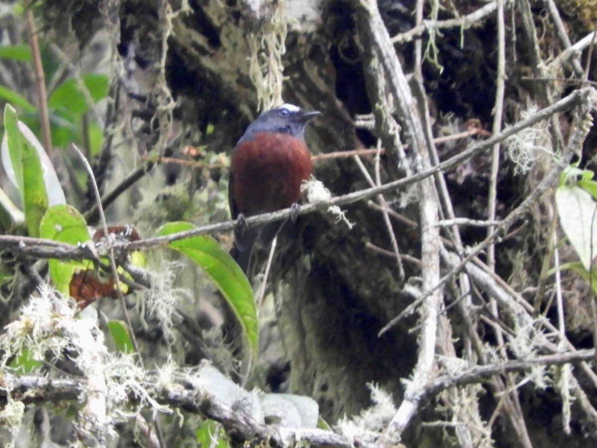 Chestnut-bellied Chat-Tyrant - ML646566680
