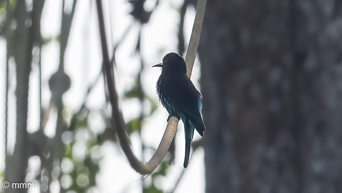 Black Bee-eater - ML646566681