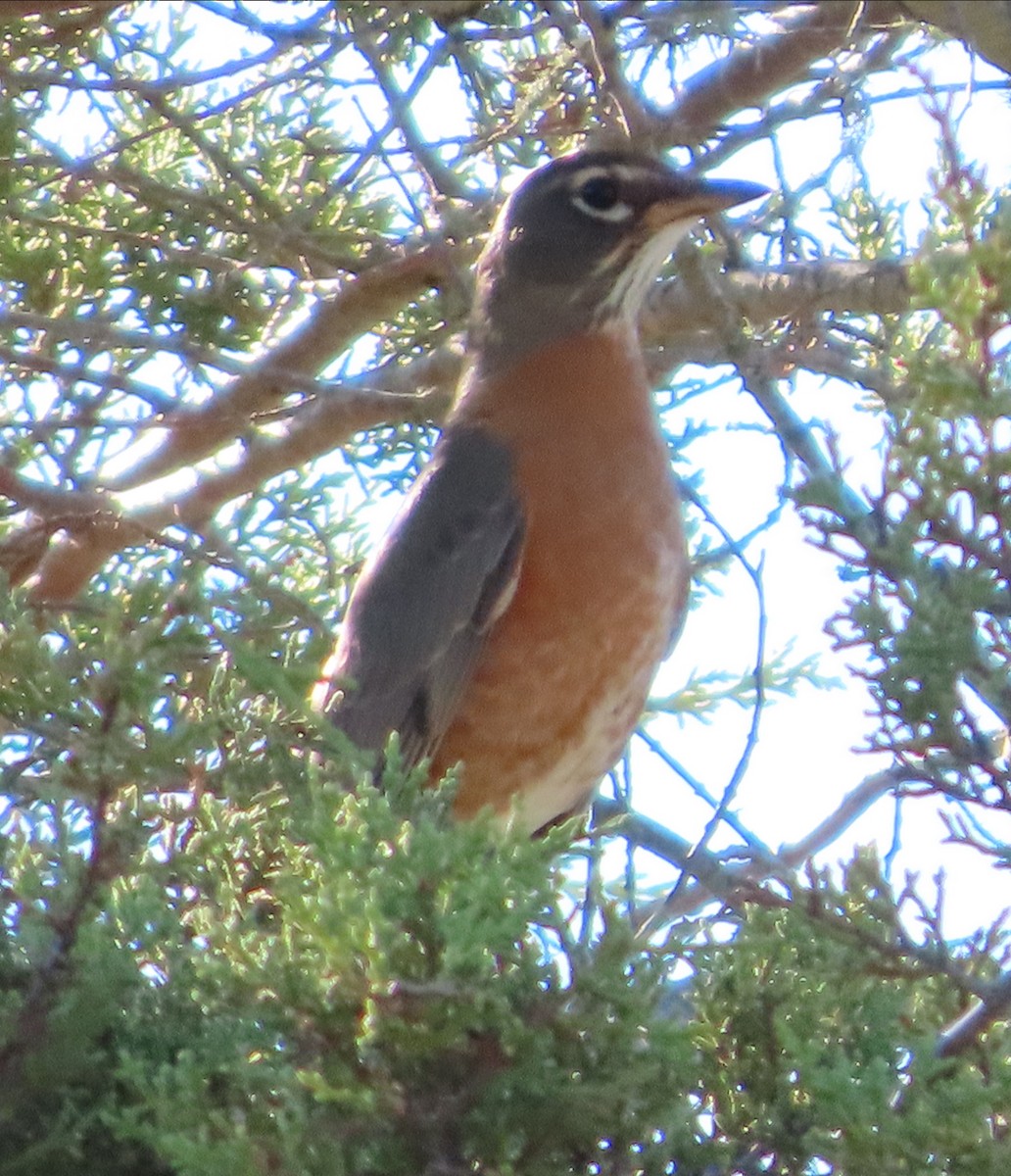 American Robin - ML646566682