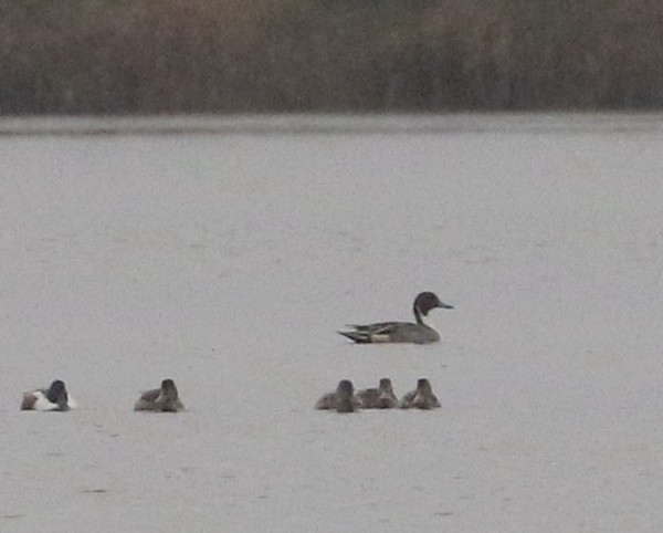 Northern Pintail - ML646566683