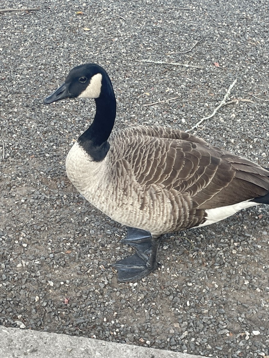 Canada Goose - ML646566684
