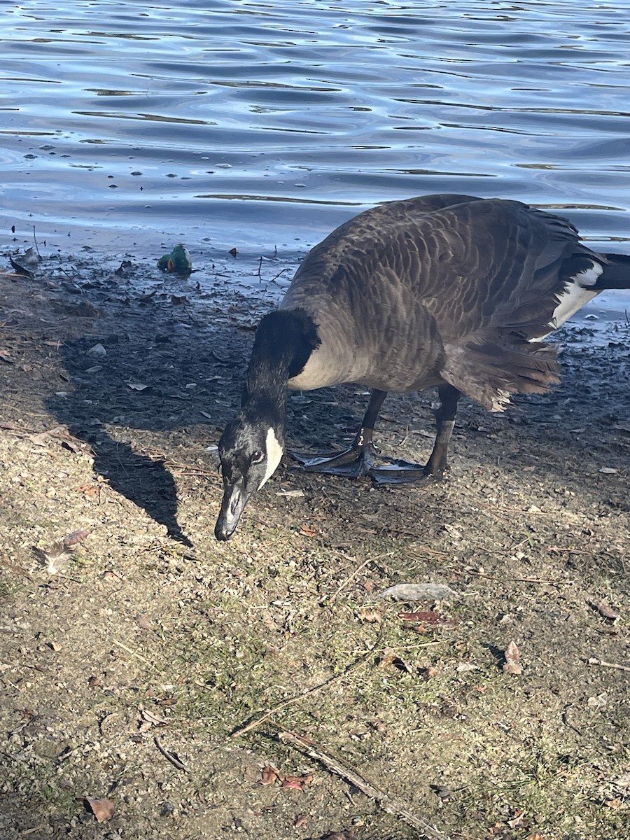 Canada Goose - ML646566685