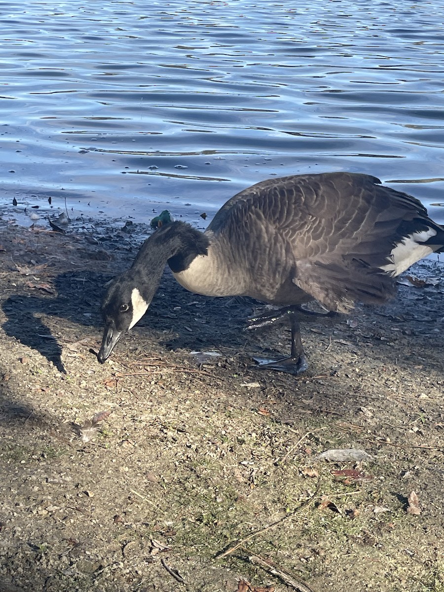 Canada Goose - ML646566686