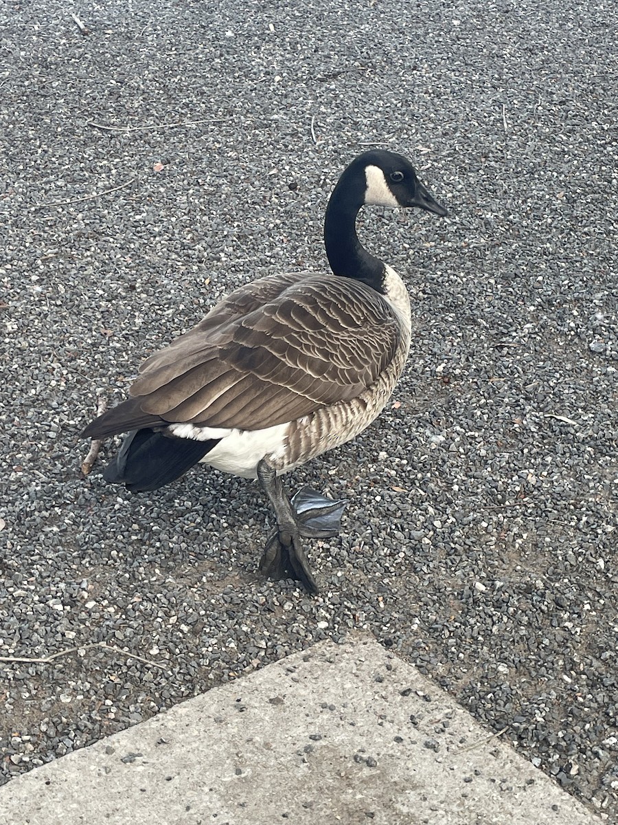 Canada Goose - ML646566687
