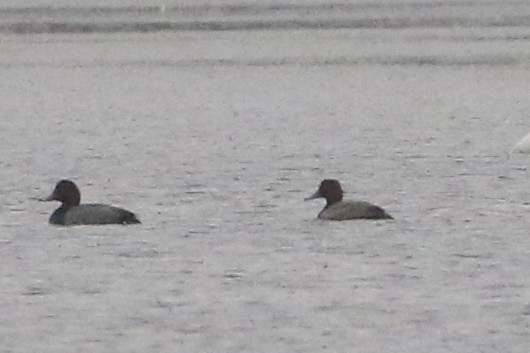 Redhead - ML646566688