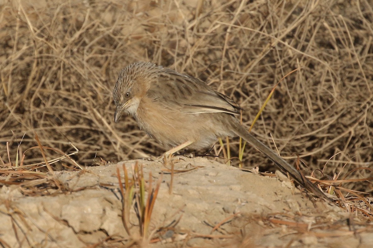 Common Babbler - ML646566689