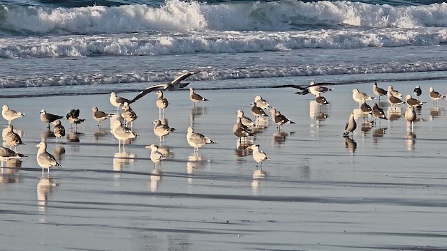 Royal Tern - ML646566690