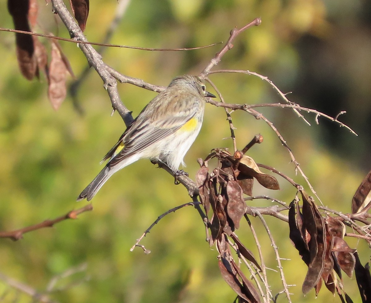 lesňáček žlutoskvrnný - ML646566691
