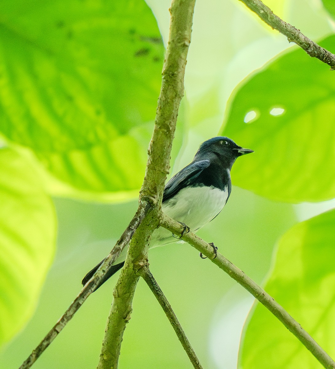 Blue-and-white Flycatcher - ML646566693