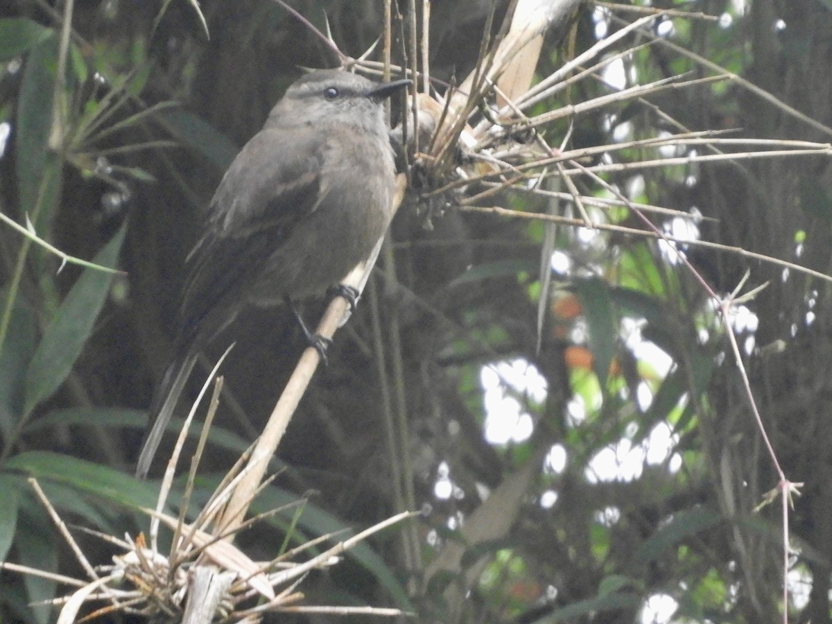 Smoky Bush-Tyrant - ML646566694