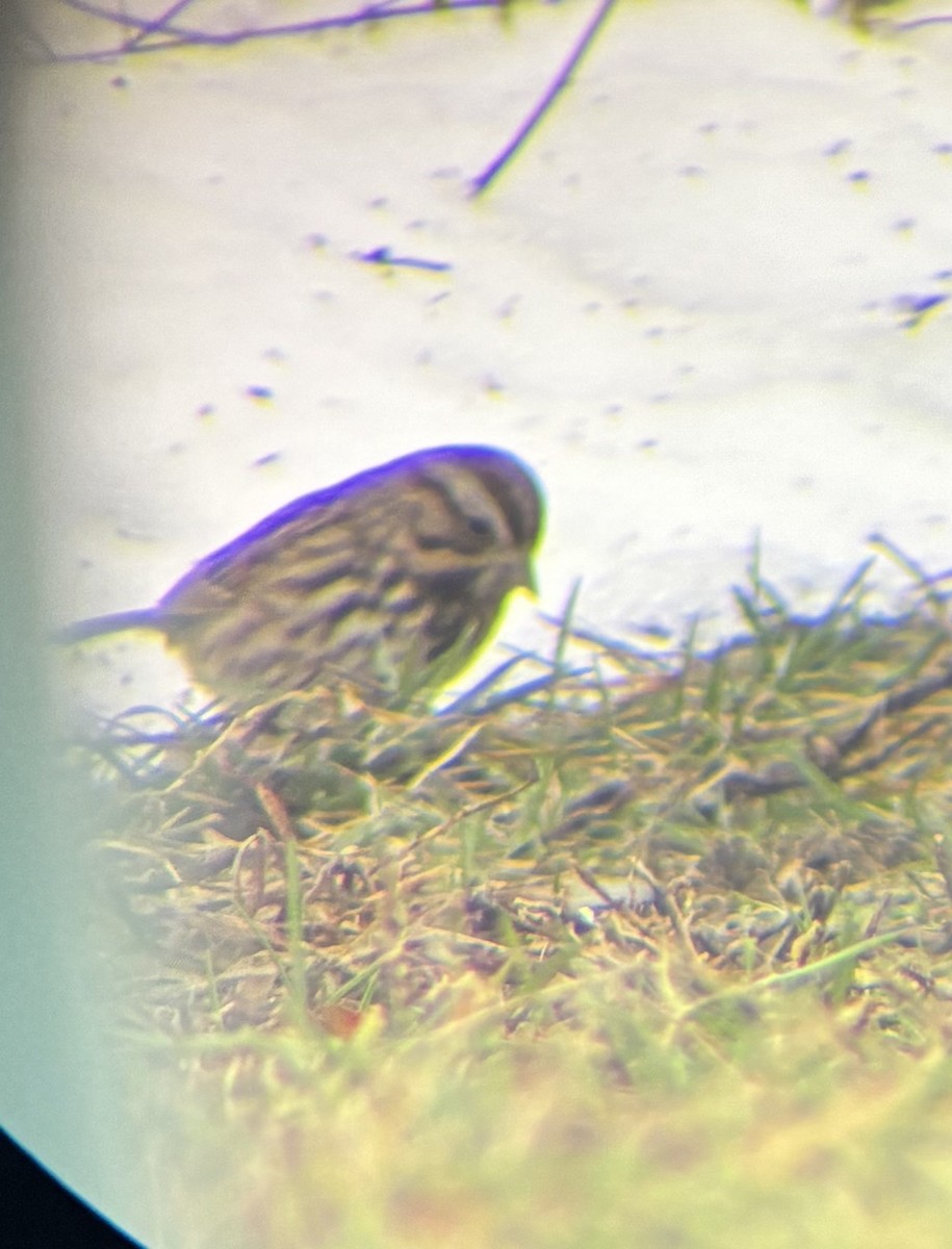 Song Sparrow - ML646566695