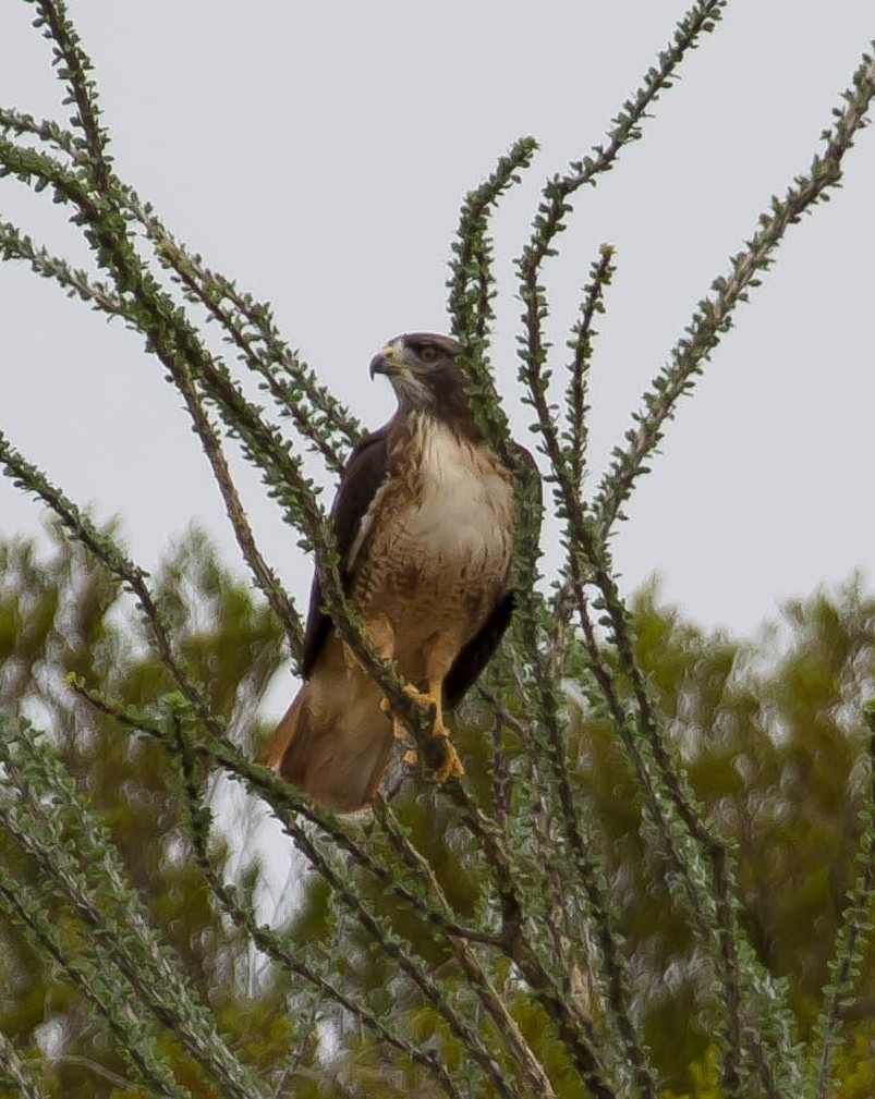 Red-tailed Hawk - ML646566696