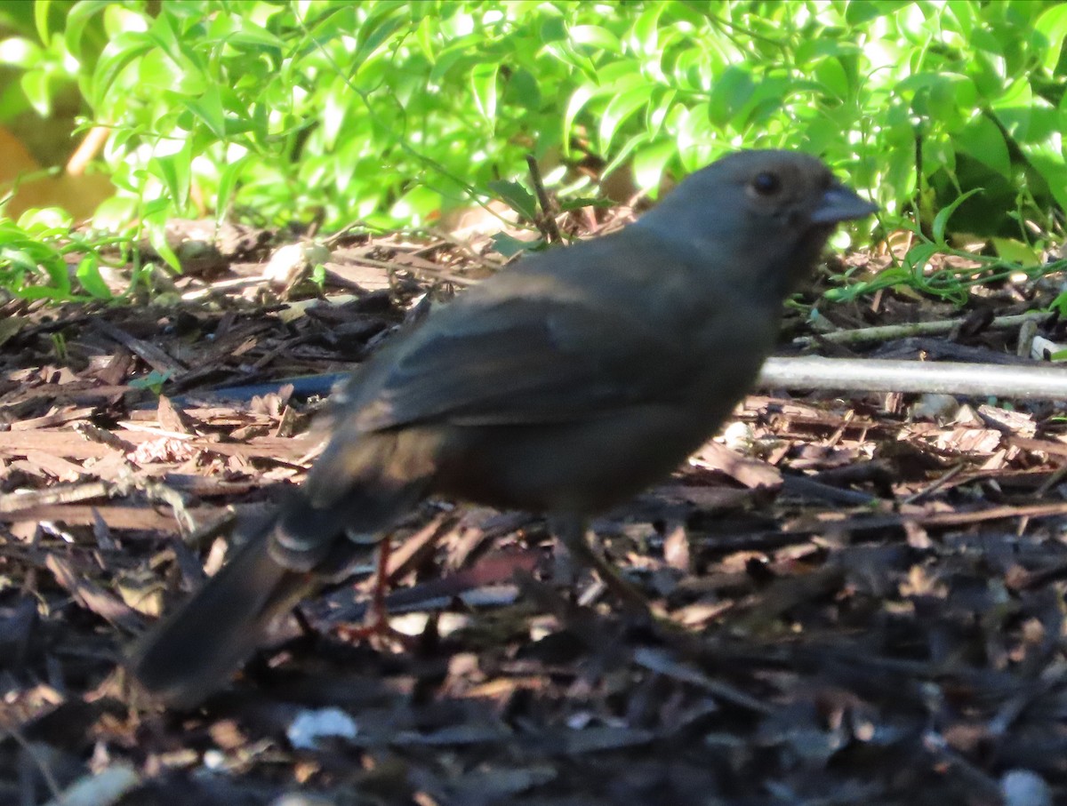California Towhee - ML646566697