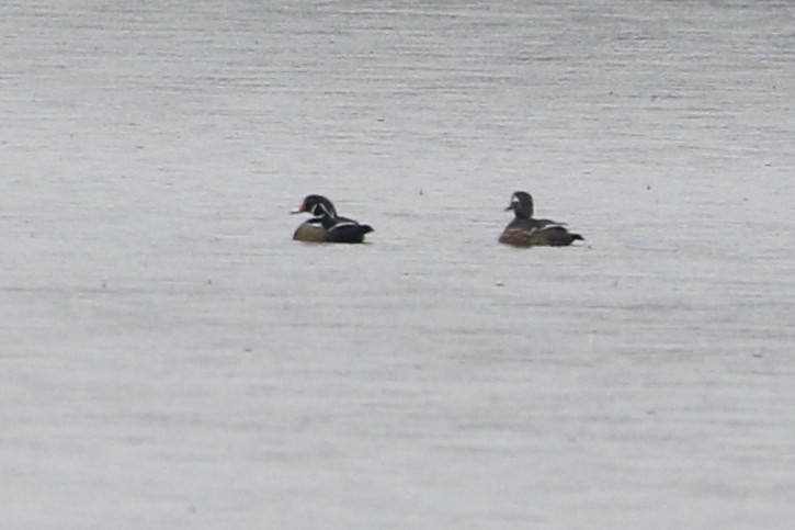 Wood Duck - ML646566698