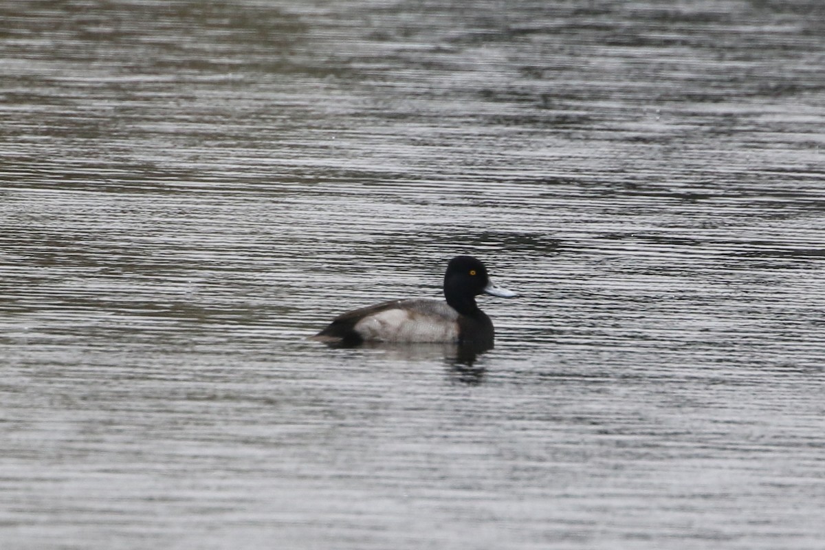 Lesser Scaup - ML646566700
