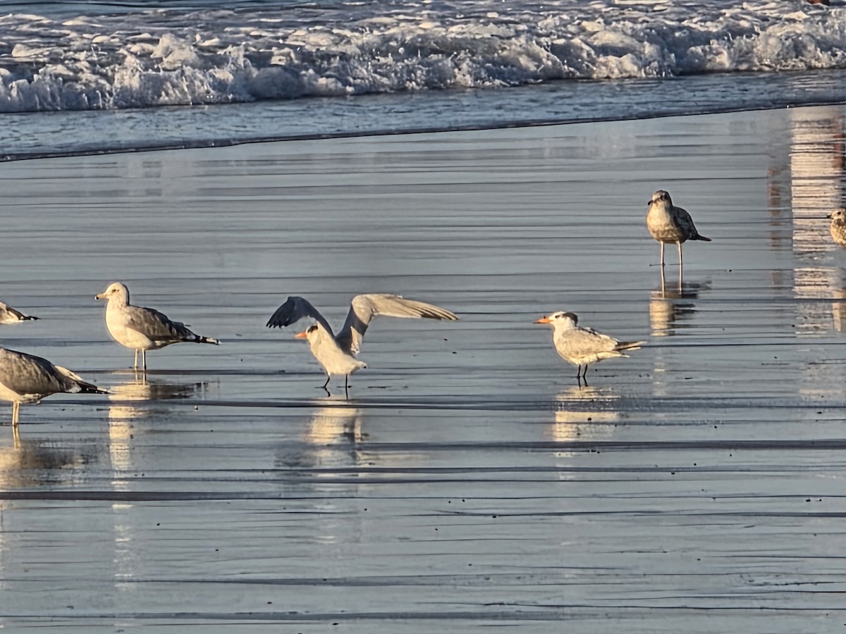Royal Tern - ML646566701