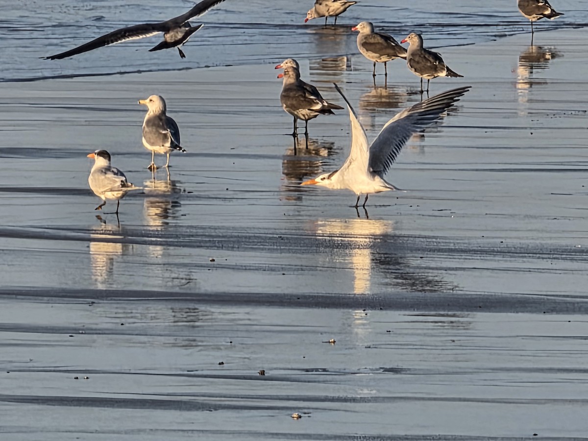 Royal Tern - ML646566702