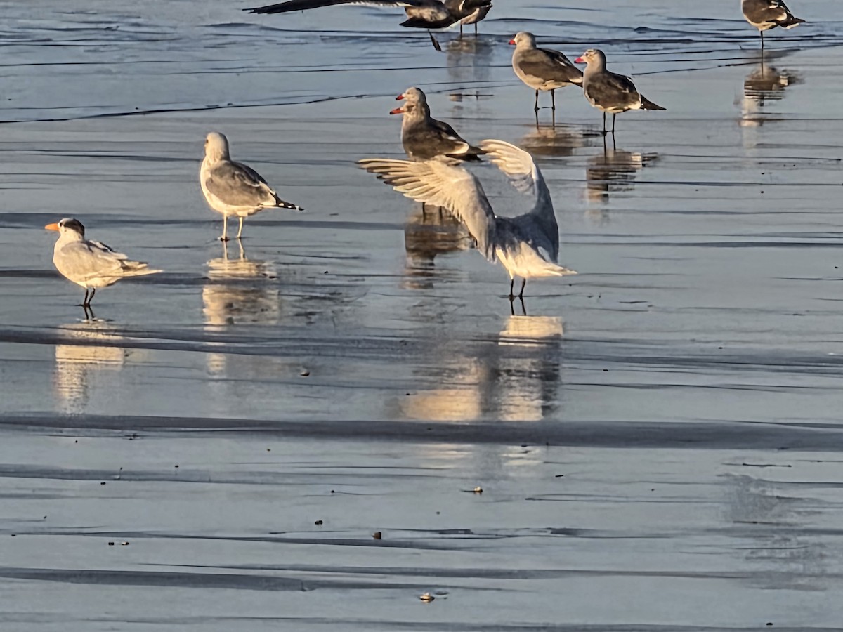 Royal Tern - ML646566703