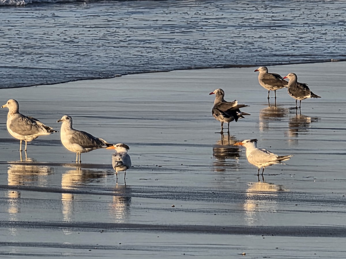 Royal Tern - ML646566704