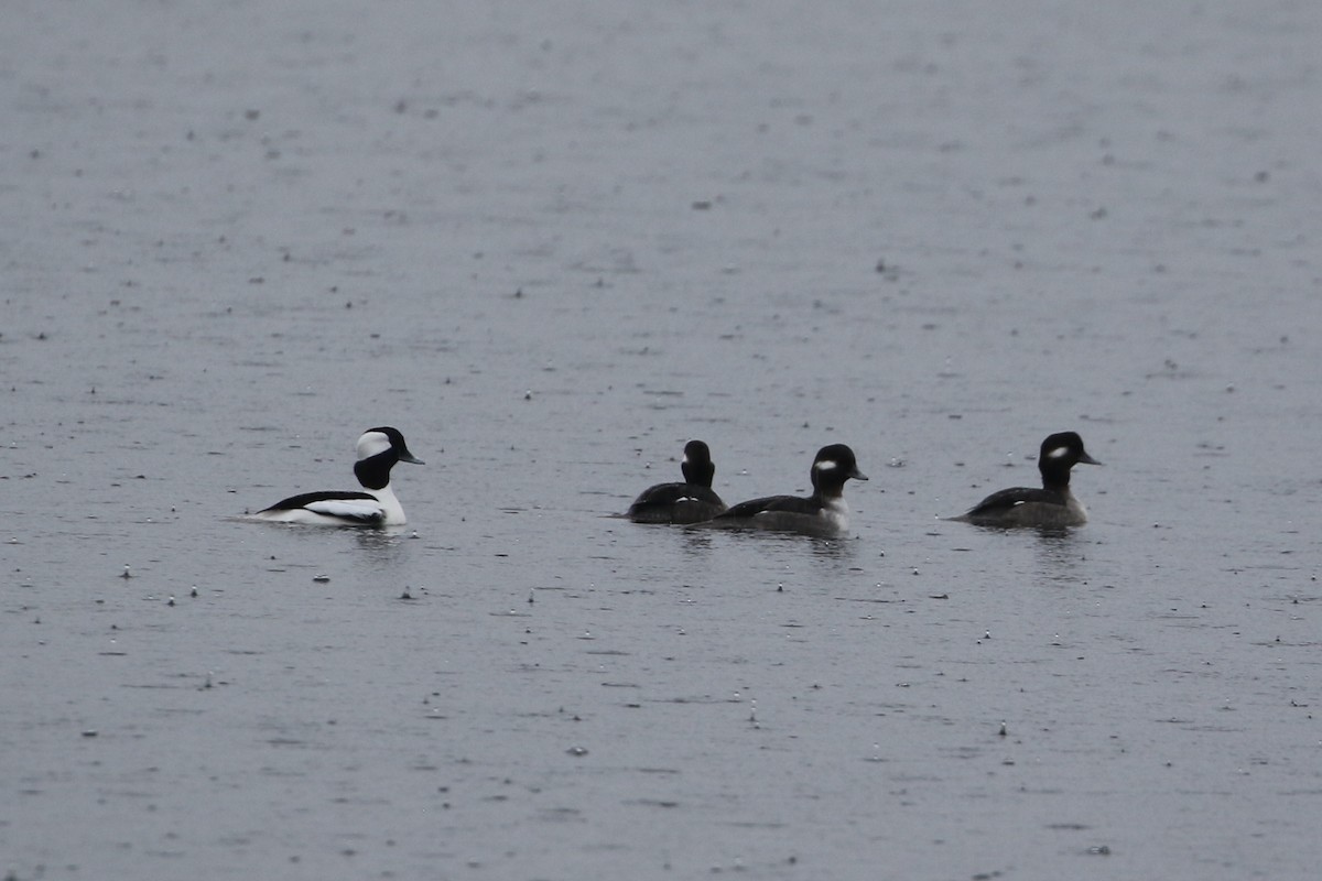 Bufflehead - ML646566706