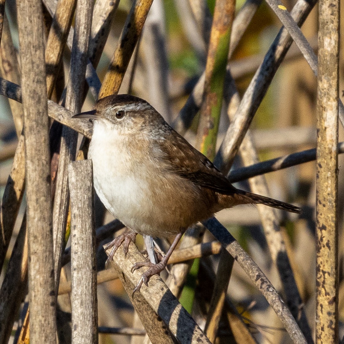 Marsh Wren - ML646566707