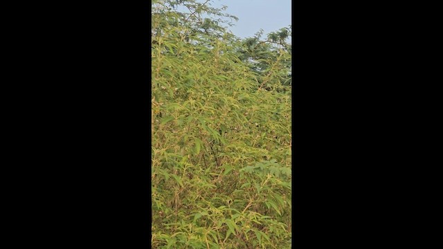 Common Iora - ML646566709