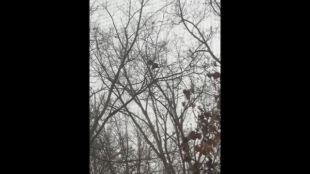 Accipitridae sp. (zapelatz itxurakoa) - ML646566716