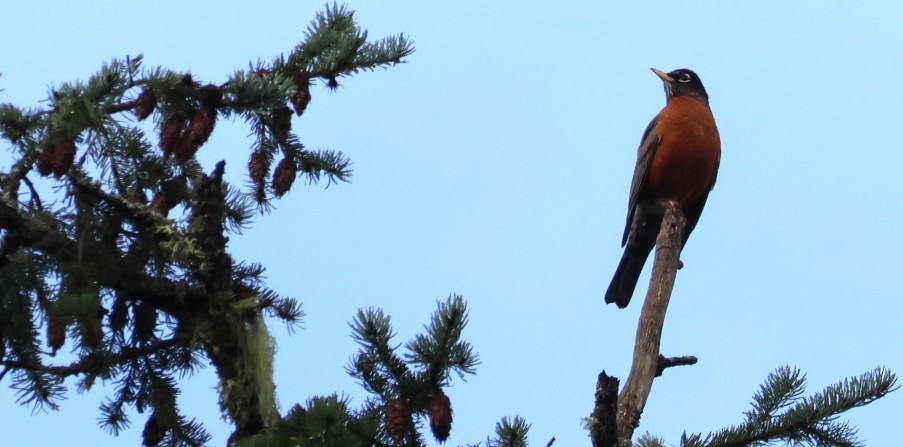 American Robin - ML646566717