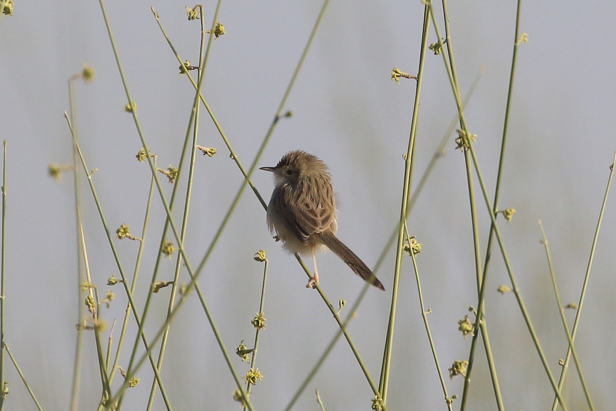 פשוש מזרחי - ML646566718