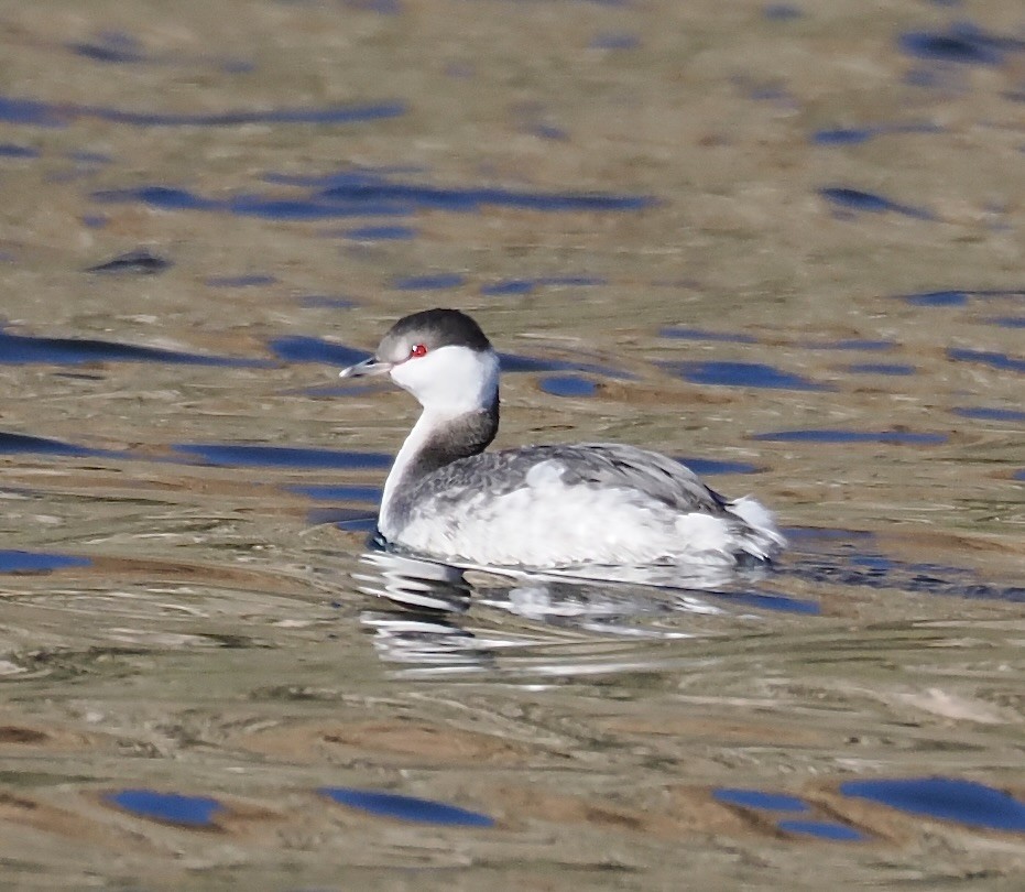 Horned Grebe - ML646566719