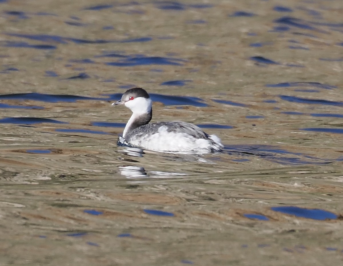 Horned Grebe - ML646566721